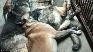 ATENTIE! Imagini cu impact emotional puternic. Cruzime fara margini fata de animale. Zeci de caini au fost executati in stil barbar