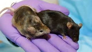 Americanii fac experimente genetice pe soareci: "Credem că putem crea detectori vii pentru mirosuri"