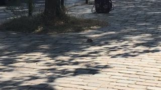 ALERTA cu bomba la EURO 2016. Un pachet suspect la hotelul unde a fost cazata nationala Fantei