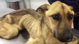 Acest catel a fost abandonat si lasat sa moara de foame, insa viata lui s-a schimbat total. Cum arata acum