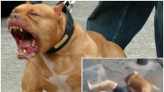 Scene socante! Un barbat a fost atacat in plina strada de un pitbull. Barbatul este muscat de nenumarate ori sub privirile terifiate ale trecatorilor