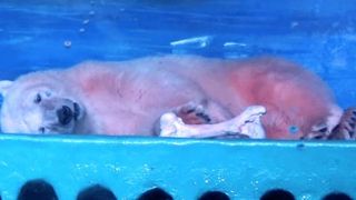 Petitie pentru eliberarea celui mai trist urs polar