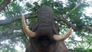 O fetita a fost omorata de un elefant de la Zoo