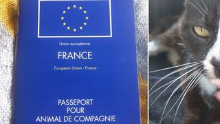 O pisica disparuta in urma cu 8 ani la Londra a fost gasita la Paris