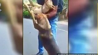 Prieten adevarat pana la moarte. Catelul care nu si-a parasit camaradul, ce zacea pe sosea