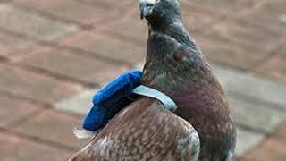 Gardienii unei inchisori au prins un porumbel mesager in apropierea institutiei. Au ramas uluiti cand au descoperit ce "misiunea" avea pasarea