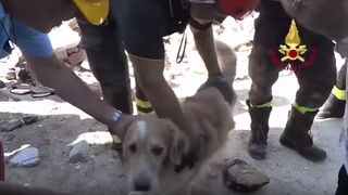 Scene emotionante! Un catel a fost salvat la 9 zile dupa cutremurul din Italia. Cum l-au gasit salvatorii