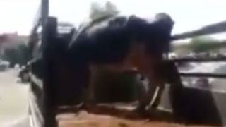 Cum reuseau militarii din gherilele siriene sa transporte armamentul. Ascundeau gloante in interiorul animalelor