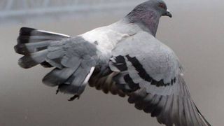 Poliţia indiană a arestat un porumbel suspectat de spionaj