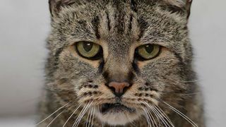 Cel mai batran motan din lume a implinit 31 de ani si inca mai are vieti! Care este secretul longevitatii lui