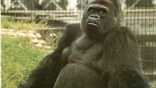 Operaţiune a autorităţilor britanice, după ce o gorilă a evadat de la London Zoo
