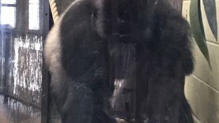 O gorila a scapat de la o gradina zoologica din Londra. Politistii londonezi au reusit sa o prinda in 90 de minute