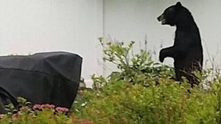 Cruzime fara margini! Ursul care mergea in doua labe, cunoscut in intreaga lume, a fost ucis cu sange rece de un vanator