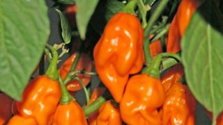 Un american a incercat sa manance cel mai iute ardei din lume. A inceput sa vomite imediat, iar medicii i-au gasit o gaura in esofag