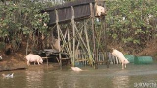 Porcii care zboara! Un crescator de animale si-a invatat porcii sa sara de la trei metri in apa: "Miscarea ii mentine in forma si carnea are un gust mai bun"