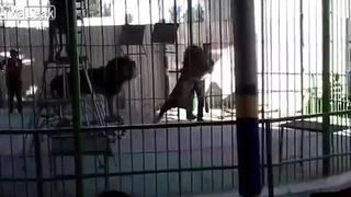 Incident socant la un spectacol de circ. Un barbat a fost insfacat de un leu, chiar in timpul show-ului. Scena infioratoare a avut loc in fata a zeci de copii