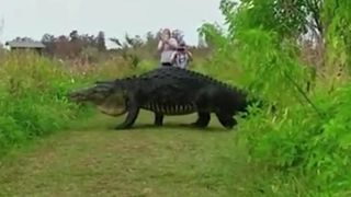 Un aligator de aproape patru metri a fost filmat in Florida. Imagini spectaculoase