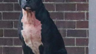 Un baietel de 5 ani a murit, iar o fetita de 6 ani se afla in stare grava dupa ce au fost sfasiati de 3 pitbulli