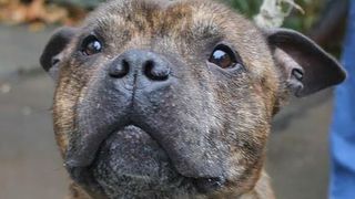 Cainele care si-a mancat stapanul mort a fost salvat de la moarte! Ar putea avea o noua familie