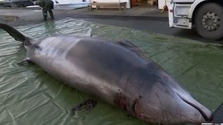 O balena a fost eutanasiata dupa ce a inghitit peste 30 de pungi de plastic aruncate in Ocean - Oamenii de stiinta spun ca astfel de cazuri sunt tot mai dese