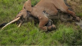 Unul dintre ultimii elefanti cu colti enormi a fost ucis in Kenya