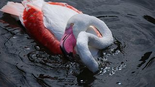 Cruzime fara margini din partea unor copilasi. Au ucis fara mila o pasare de la gradina zoologica