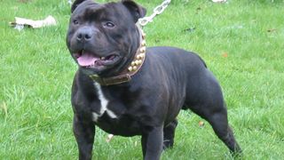 Un barbat de 41 de ani a murit sfasiat de propriul caine. Totul s-a intamplat pe o strada, la cativa pasi de casa sa