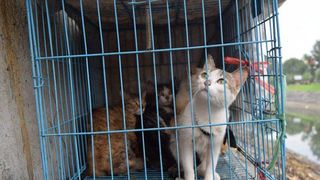 Prima tara din Asia care interzice consumul de carne de caine si pisica