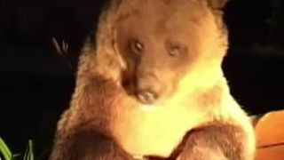 Ursii infometati din Romania, in presa britanica. BBC: "Au intrat si la o femeie mai in varsta de unde au mancat clatitele de pe masa"