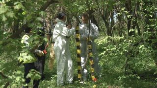 Politia elena a gasit ramasite omenesti devorate de animale intr-o padure; anchetatorii cred ca e vorba de o britanica