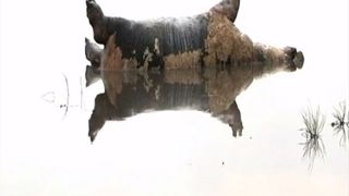 Sursa:  Namibian Broadcasting Corporation