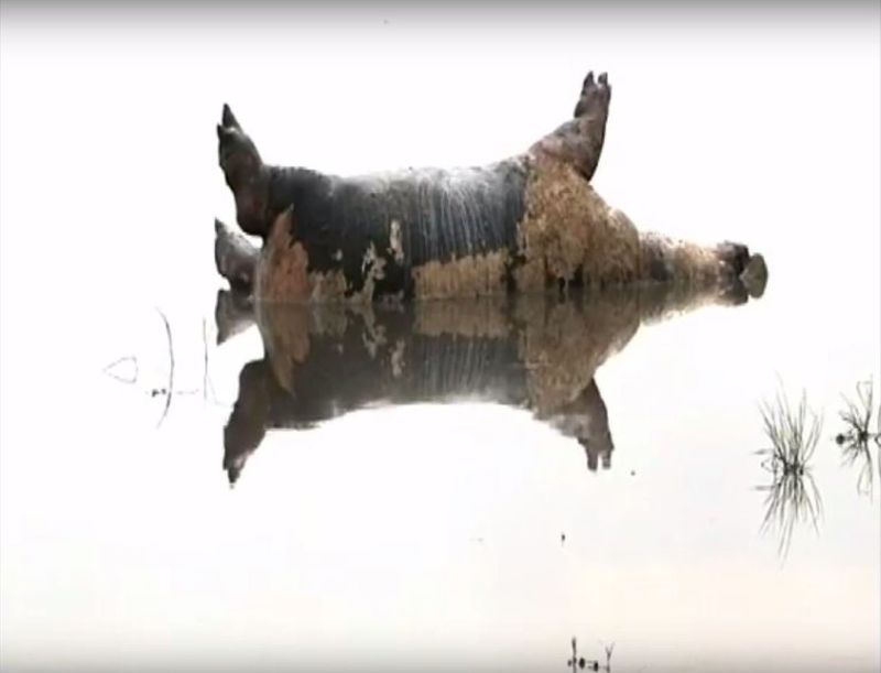 Sursa:  Namibian Broadcasting Corporation