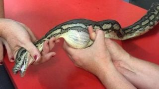 A gasit un sarpe in padure si l-a dus la veterinar! Medicii s-au ingrozit cand au vazut ce scot din burta lui