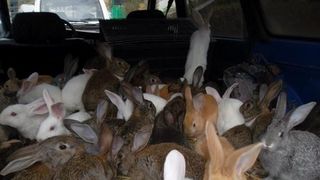 Guvernul polonez le cere cetatenilor sa "se inmulteasca ca iepurii". Gestul autoritatilor este socant