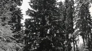 Saracii moldoveni de la Chisinau! Au cumparat din Ucraina un brad de Craciun care ar fi trebuit sa arate asa - Din pacate, iata cum a ajuns copacul la ei