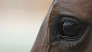 Socant! Un barbat a fost prins ca facea sex cu un cal si pretindea ca e nevinovat pentru ca animalul si-a dat acordul