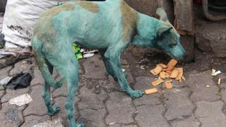 La Mumbai cainii se fac albastri din cauza poluarii din aer! Fenomenul care ii ingrijoreaza pe specialisti