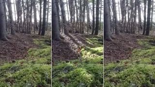 Incident bizar surprins de un bărbat &icirc;n pădure! A filmat păm&acirc;ntul cum respiră