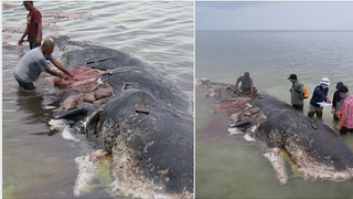 O balenă uriaşă, găsită moartă &icirc;n largul coastelor Indoneziei. Avea &icirc;n stomac peste 115 pahare de plastic şi 25 de pungi!