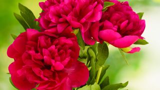 Proprietatile vindecatoare ale bujorului! Floarea este folosita in tratamentul cancerului şi al bolilor psihice