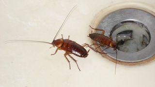 Scapa de gandacii de bucatarie cu zahar si bicarbonat! Ce trebuie sa faci