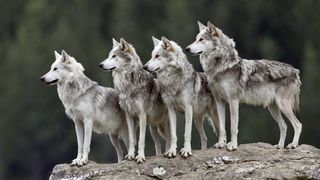 Mituri populare! Afla de ce este considerat lupul "creatura diavolului" - Povestea care se pastreaza din antichitate!