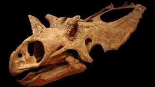 Au fost descoperite doua noi specii de dinozauri in Statele Unite