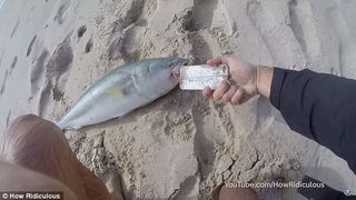 S-a folosit de un iPhone vechi pentru a prinde un somon de 5 kg. Iata cum a reusit un pescar sa faca acest lucru