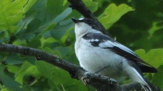 O noua specie de pasare a fost descoperita in Romania! Este vorba de muscarul semigulerat!