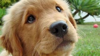 S-a deschis primul spital pentru animale fara stapan, la Galati. Zeci de caini si pisici au fost deja tratati aici