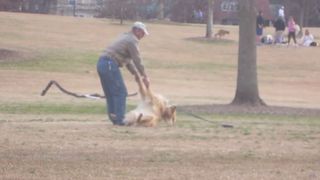 Cainele care "face pe mortul" doar pentru a mai ramane in parc face deliciul internautilor