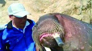 Si-a facut un selfie cu o morsa de aproape 2 tone. Ce s-a intamplat cu acest barbat atunci cand a vrut sa puna fotografia pe internet