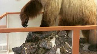 Fenomen straniu observat de oamenii de stiinta: ursii grizzly si cei polari au inceput sa se imperecheze