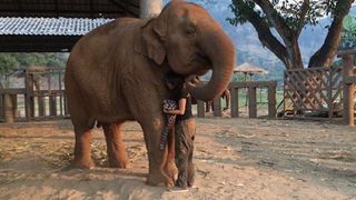 Un elefant adoarme in timp ce o tanara ii fredoneaza un cantec de leagan